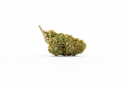 fleurs de CBD east wood de chez Maison sativa