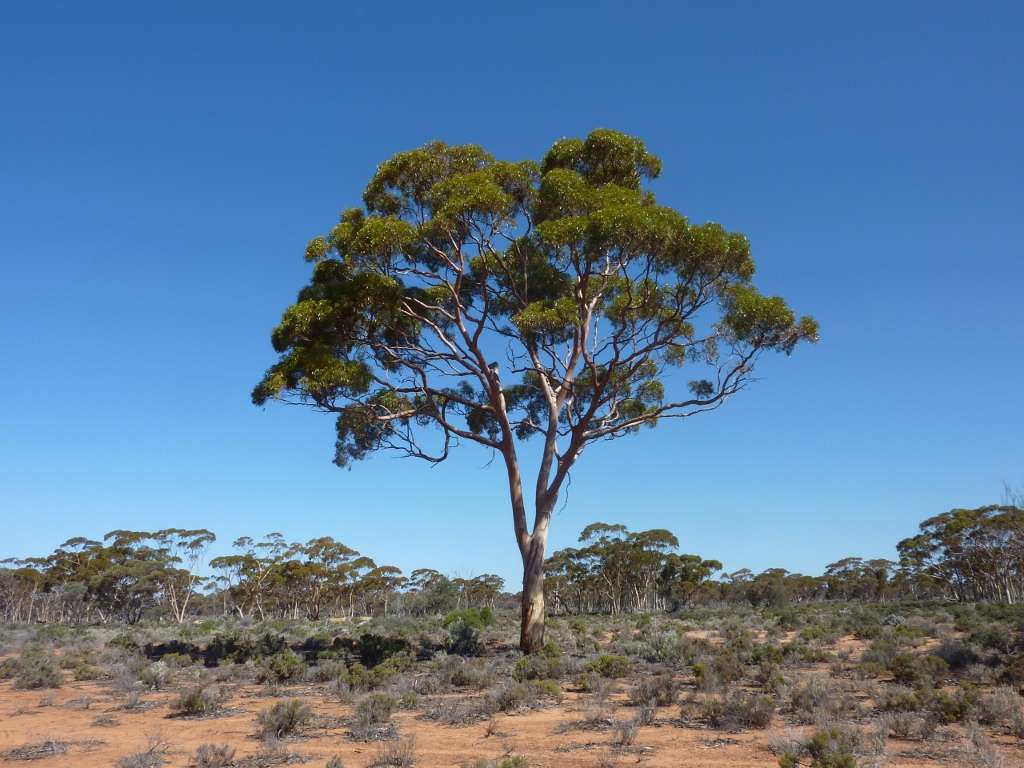 arbre eucalyptus de belle taille avec ciel bleu et savane