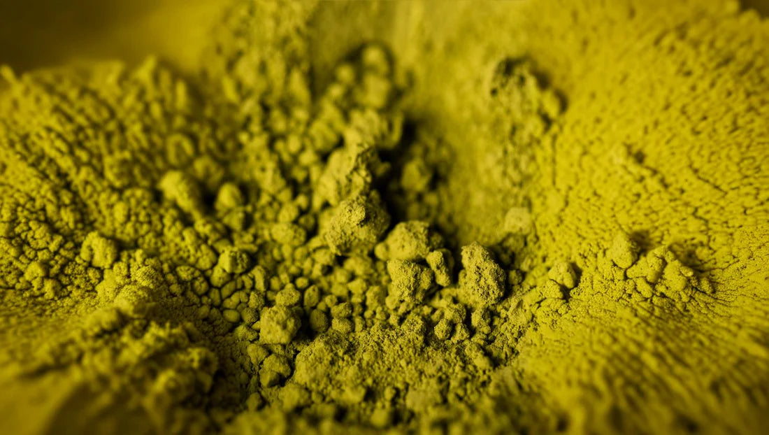 Poudre de chanvre naturelle utilisée pour la fabrication artisanale des résines 10-OH-HHC Maison Sativa