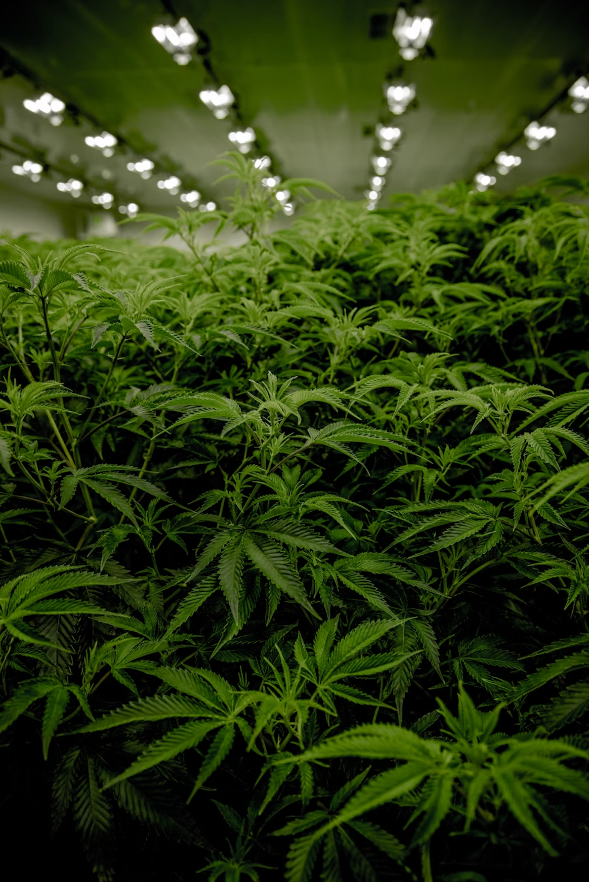 ferme de cannabis indoor