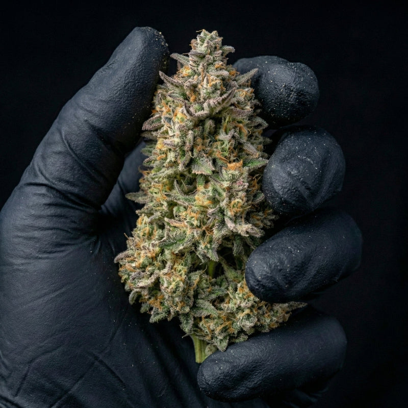 Fleur 10 OH HHC tenue dans une main gantée sur fond sombre.