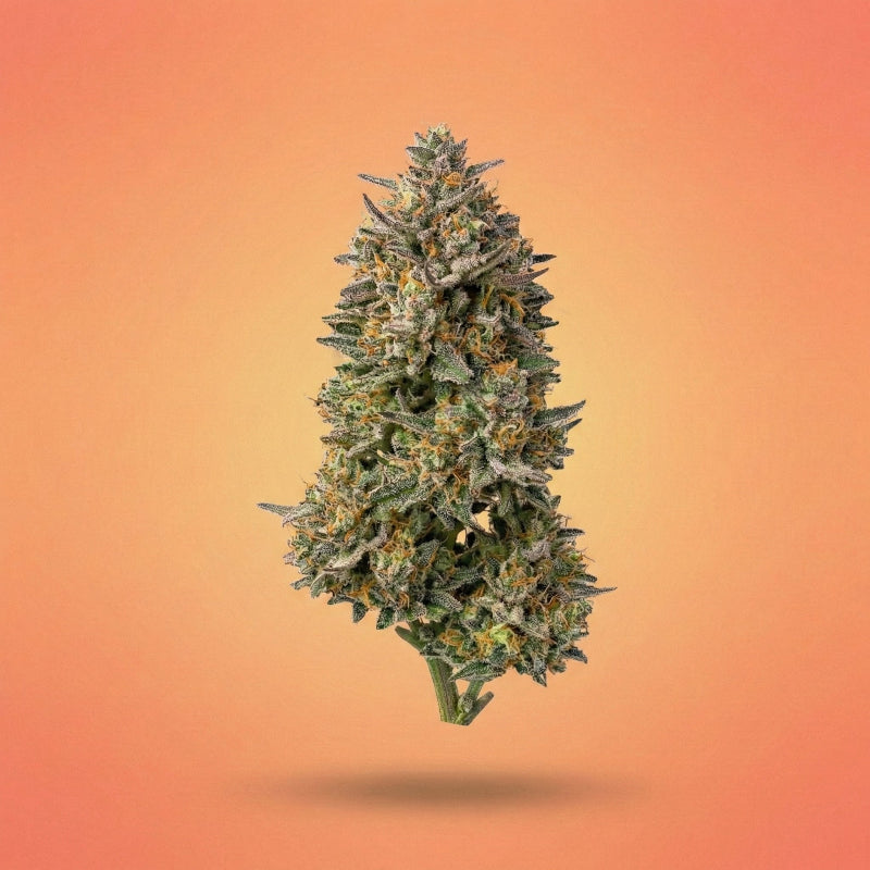 fleur 10 OH HHC glitter bomb, alternative légal et puissante au thc. 