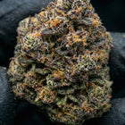 gros plan sur notre fleur de CBD 10 OH HHC permanent Marker