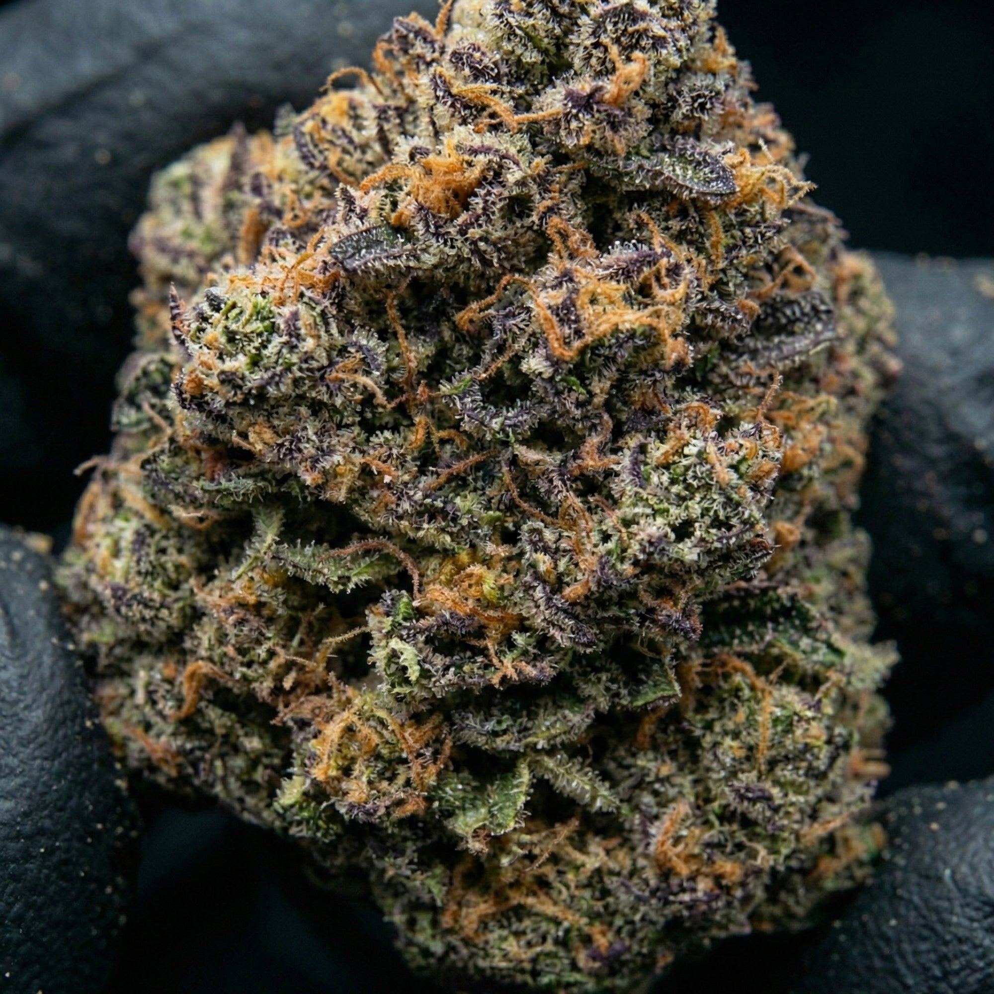 gros plan sur notre fleur de CBD 10 OH HHC permanent Marker