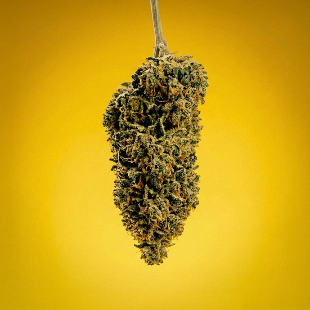 Fleurs CBD 10 OH HHC lemon Haze Tonic sur fond jaune