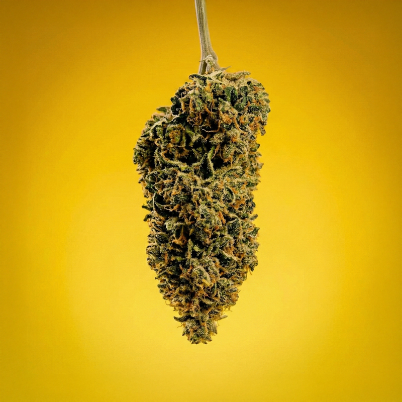 Fleurs CBD 10 OH HHC lemon Haze Tonic sur fond jaune