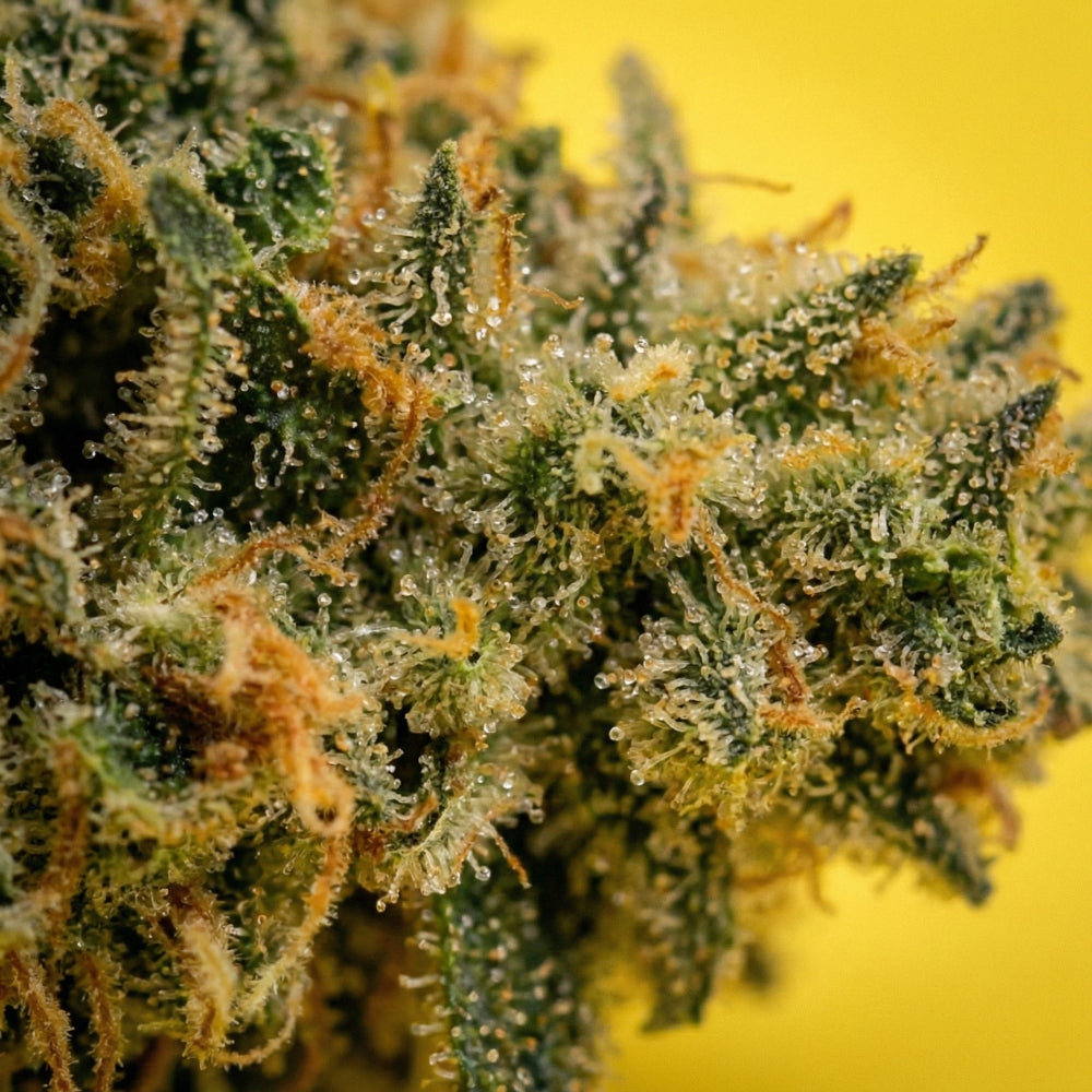 Gros plan fleur CBD 10 OH HHC lemon Haze Tonic de chez maison sativa