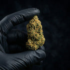 Fleur de CBD 10 OH HHC LEMON HAZE TONIC tenue entre deux doigts gantés en noir sur fond noir.