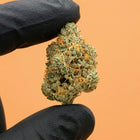 Fleur de CBD pas cher en promotion pineapple de chez maison sativa sur fond orange. 