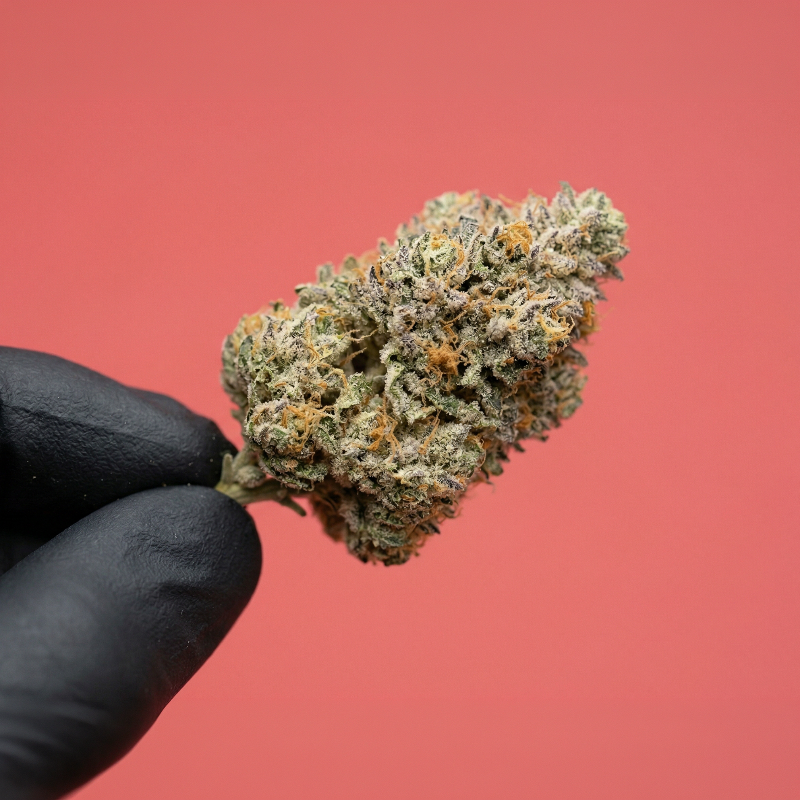 fleur de CBD pas cher CANDY KUSH de chez maison sativa