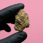Fleur de CBD pas cher de chez maison Sativa NZL #41 