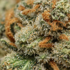 Zoom macro sur les trichomes cristallins et les pistils orangés d'une fleur de CBD premium