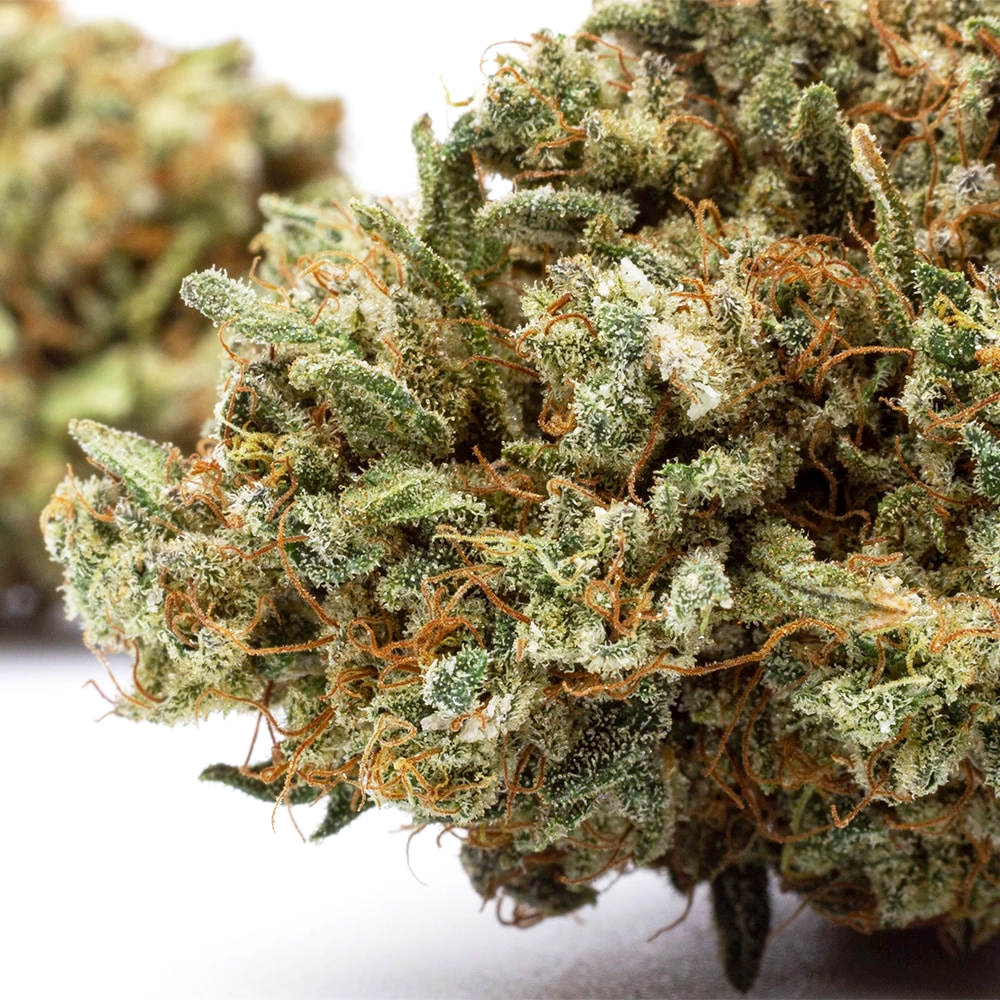 Gros plan sur la structure dense et résineuse d'une tête de fleur de CBD de haute qualité