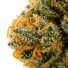 très gros plan sur des trichomes transparents et laiteux.