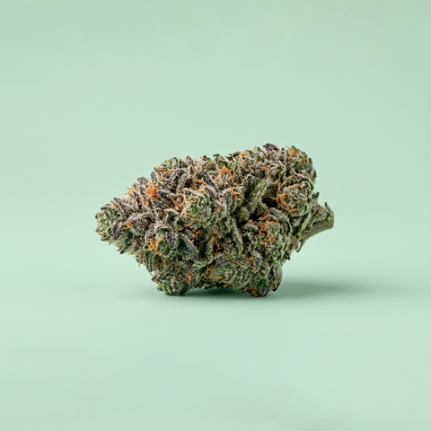 Macrophotographie d'une fleur de CBD Northern Lights premium de Maison Sativa, révélant ses trichomes, ses pistils orange et ses nuances violettes sur un fond vert menthe uni mat.