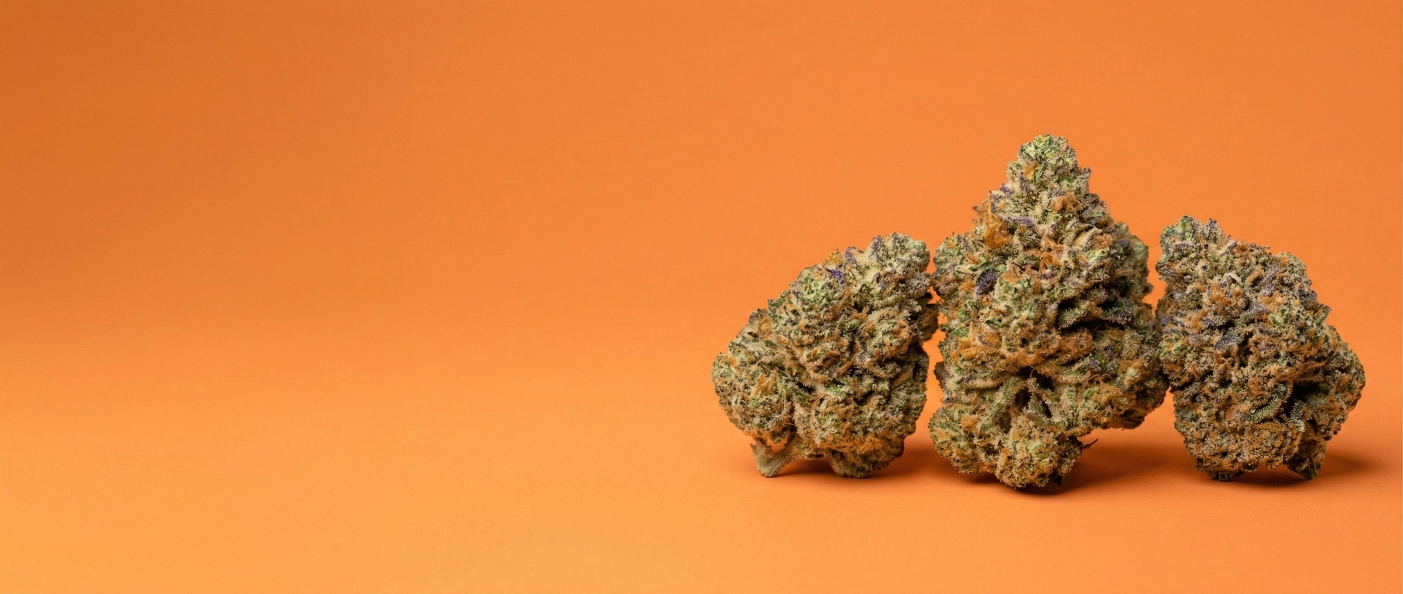 Gros plan détaillé de trois grosses têtes de fleurs de CBD Indoor Maison Sativa, mettant en valeur les trichomes brillants et les pistils orangés sur un fond ocre.