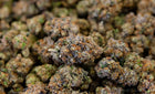 fleurs de CBD Cali Haze qualité premium