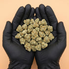 Poignée de fleurs de CBD Pineapple Indoor fraîchement manucurées, manipulées avec des gants noirs pour garantir une hygiène irréprochable et une qualité premium par Maison Sativa.