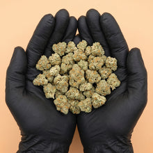 Poignée de fleurs de CBD Pineapple Indoor fraîchement manucurées, manipulées avec des gants noirs pour garantir une hygiène irréprochable et une qualité premium par Maison Sativa.