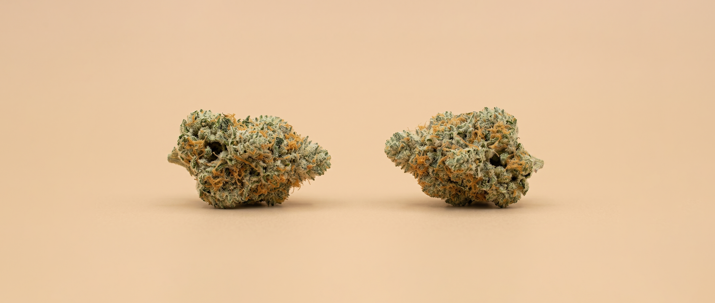 Vue panoramique de deux têtes (nugs) de fleurs de CBD Premium manucurées de Maison Sativa, denses et couvertes de trichomes et pistils orange, sur fond beige uni. Taux de THC < 0,3% certifié par COA, garantissant légalité et sécurité.