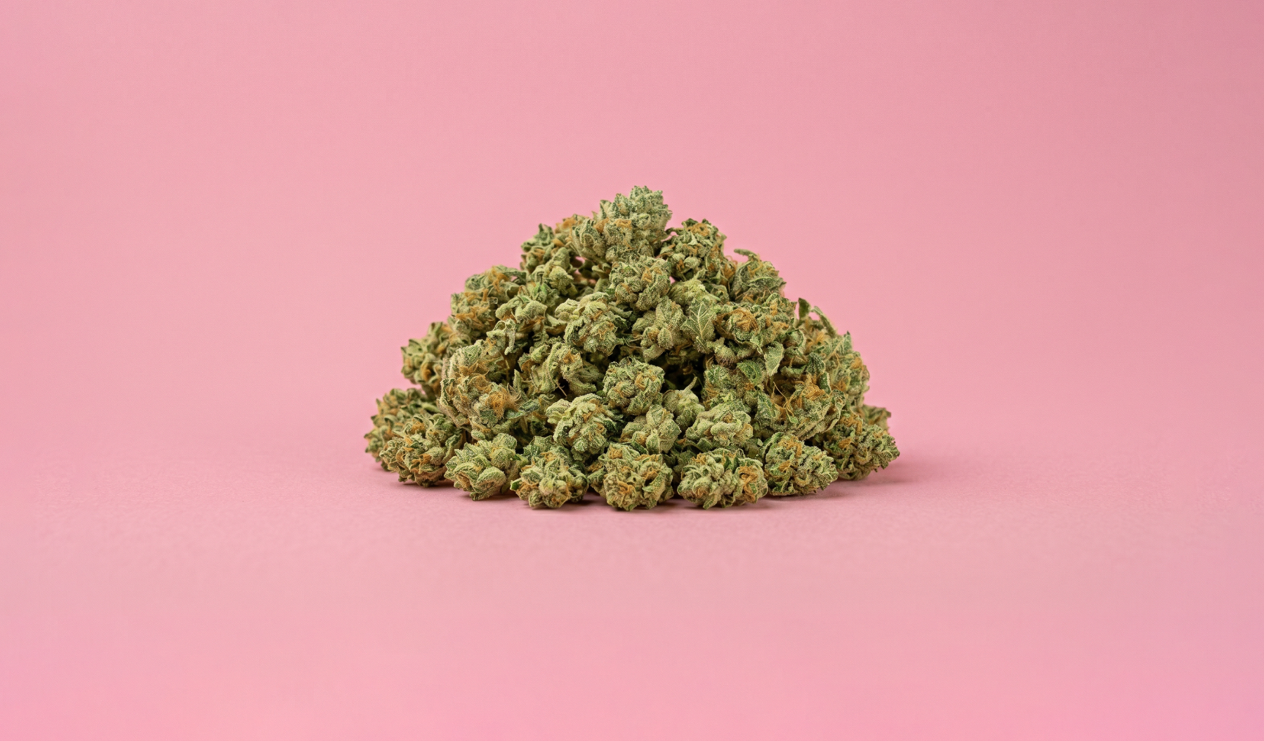 Généreux monticule de têtes de fleurs de CBD NZL sur un fond rose. Abondance de cannabis légal premium et résineux par Maison Sativa, disponible en vrac et grande quantité.