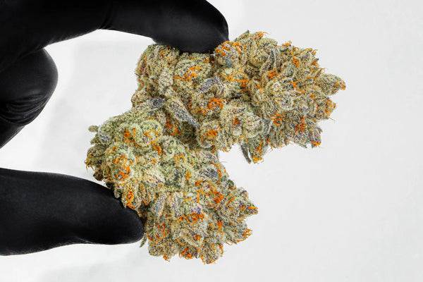 Rocket IV : La Fleur de CBD d’Exception pour une Détente Absolue