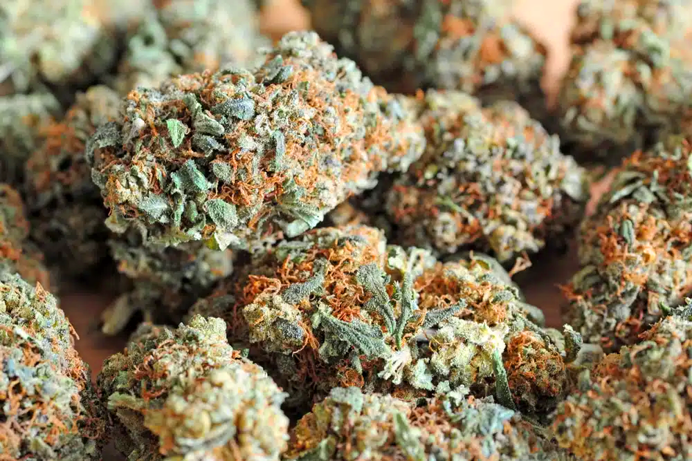 Fleurs de CBD puissantes L.A Confidential en lot – Maison Sativa – Produit naturel à Cherbourg