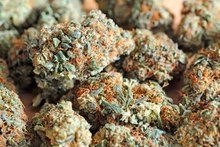 Fleurs de CBD puissantes L.A Confidential en lot – Maison Sativa – Produit naturel à Cherbourg