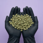 Mains gantées de noir présentant une généreuse quantité de petites fleurs (small buds) de CBD Super Skunk, idéales pour l'achat en vrac.