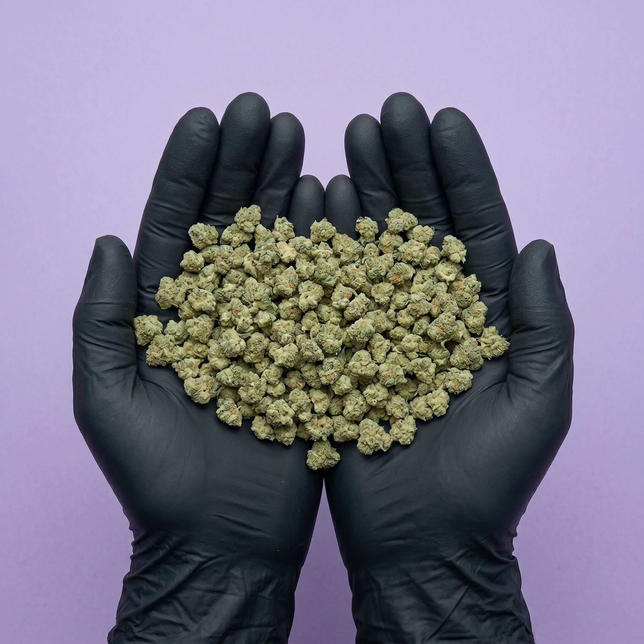 Mains gantées de noir présentant une généreuse quantité de petites fleurs (small buds) de CBD Super Skunk, idéales pour l'achat en vrac.
