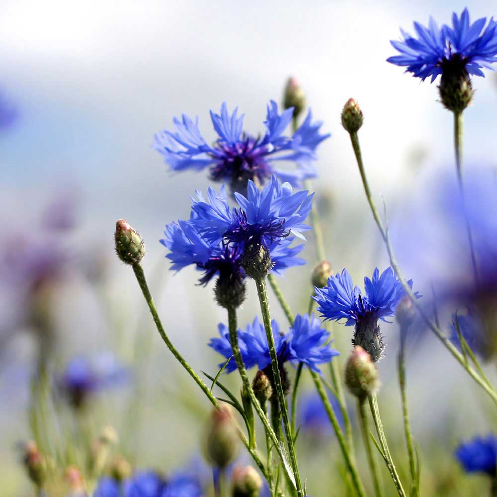 fleur de bleuet maison sativa