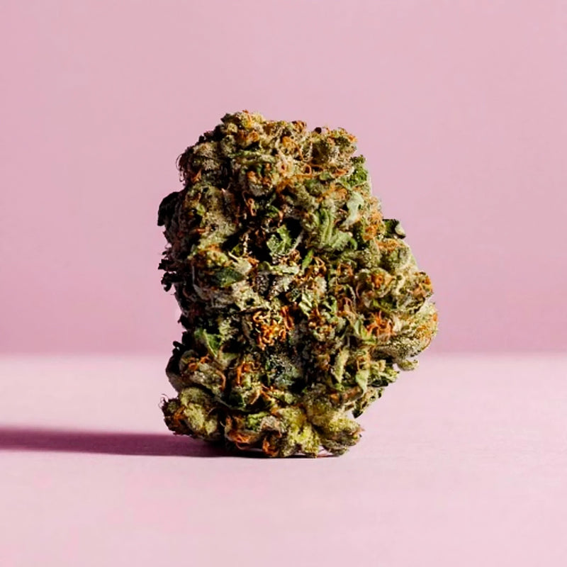 fleur girl scout cookies infusée au 10 OH HHC sur fond rose