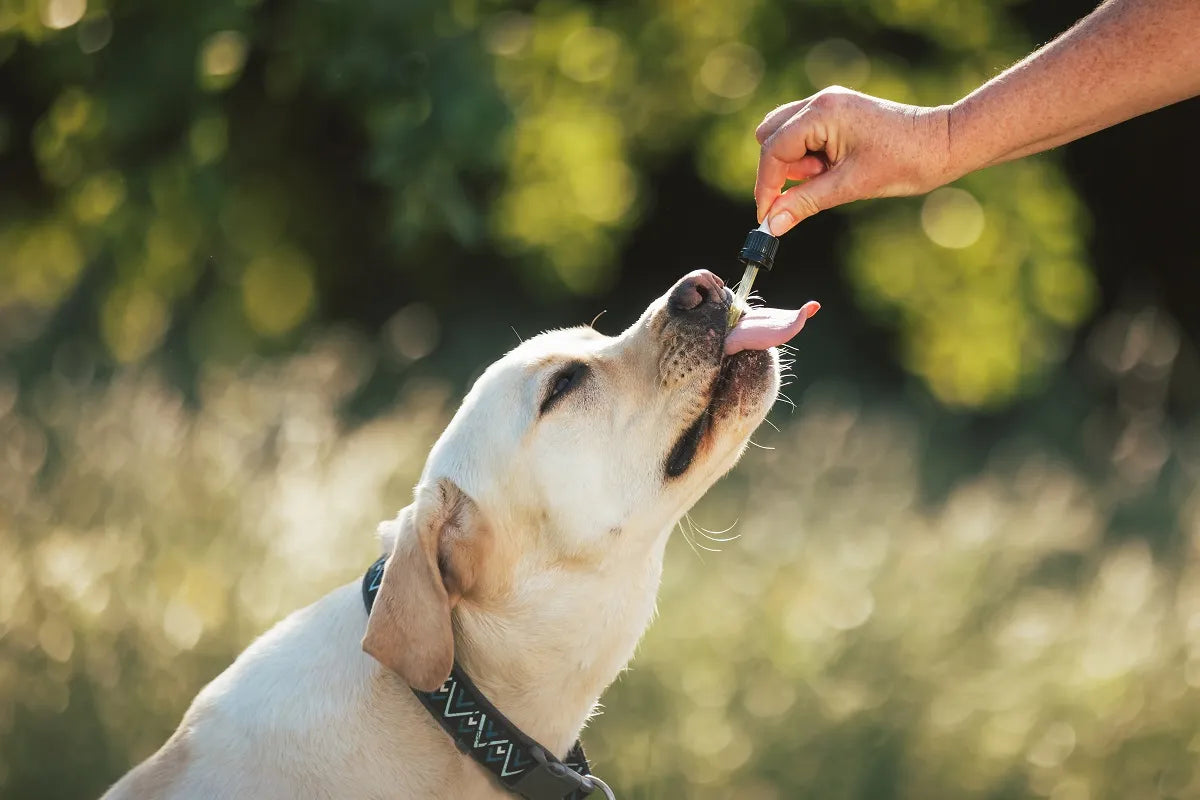 Labrador qui boit de l'huile de CBD à la pipette donnée par son maître. 
