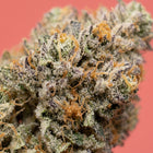 Macro sur les trichomes et pistils d'une fleur de CBD en promotion après un curing prolongé - Maison Sativa