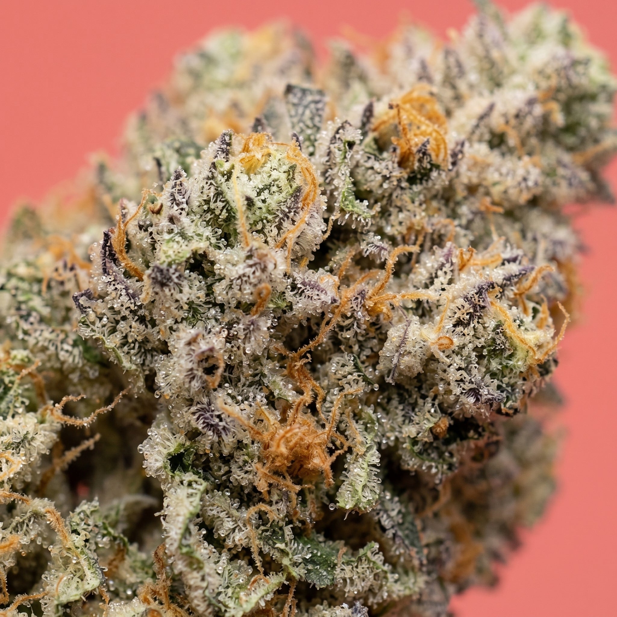 Macro sur les trichomes et pistils d'une fleur de CBD en promotion après un curing prolongé - Maison Sativa
