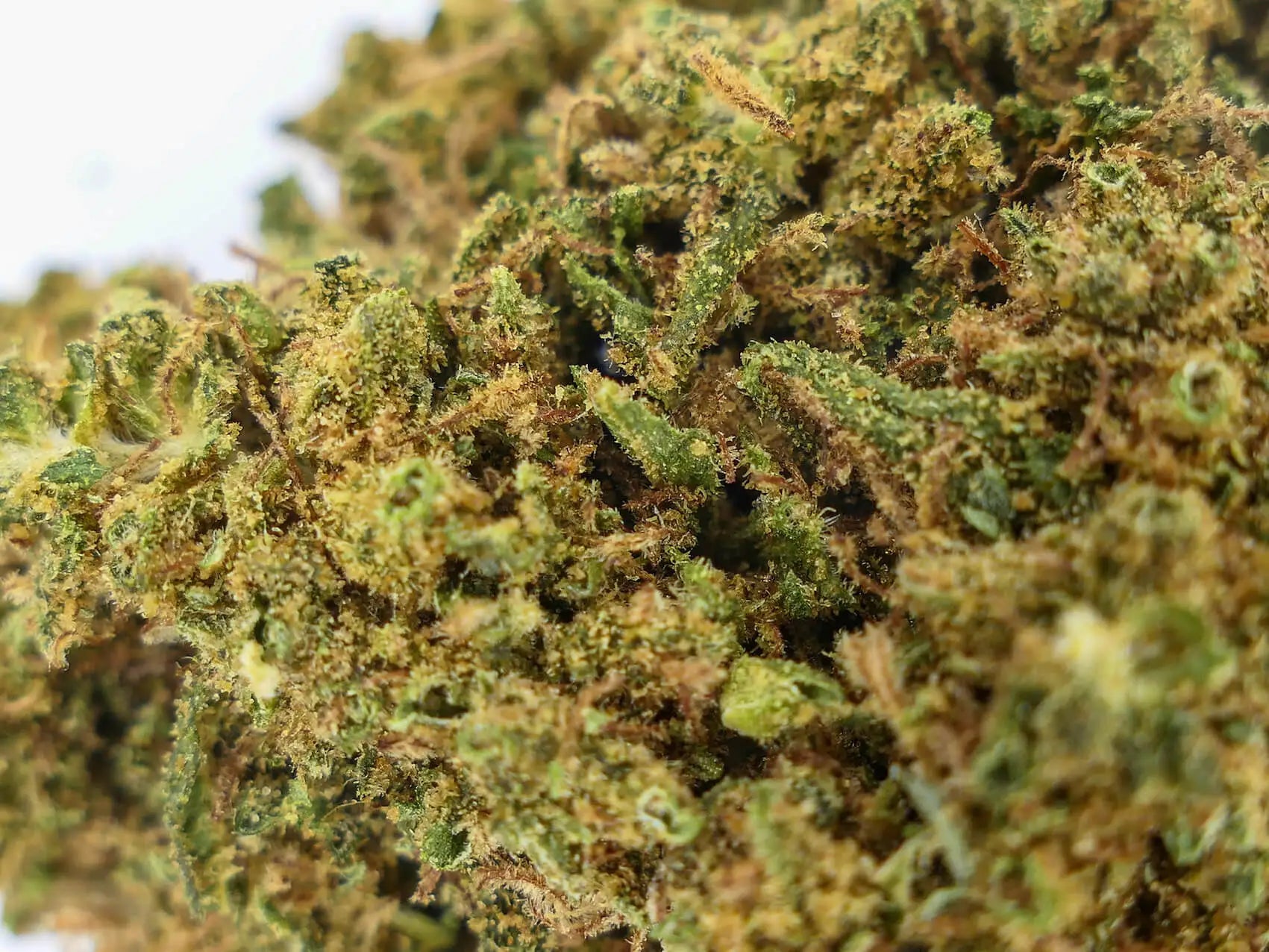 OG Kush THV N10 40% - Fleur CBD Premium | Puissante et savoureuse