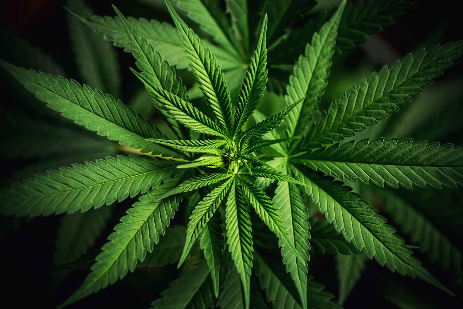 maison sativa magasin de cannabis light cbd à cherbourg en cotentin.