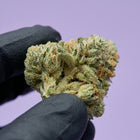 Gros plan sur une magnifique tête de CBD Super Skunk cultivée en indoor, présentée avec soin entre des doigts gantés.