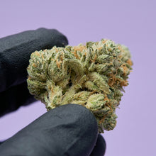 Gros plan sur une magnifique tête de CBD Super Skunk cultivée en indoor, présentée avec soin entre des doigts gantés.