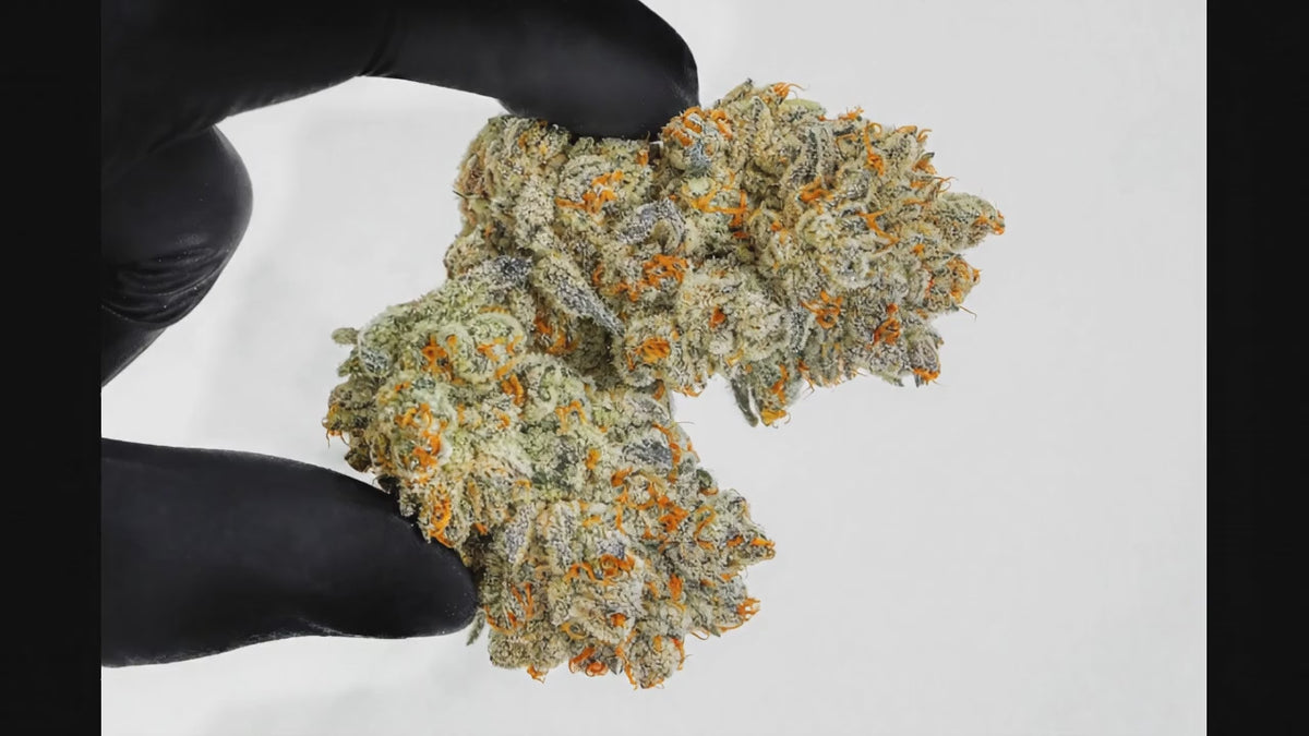 Vidéo macro de la fleur CBD puissante Rocket IV : inspection de la densité, des trichomes cristallins et des pistils oranges vifs.