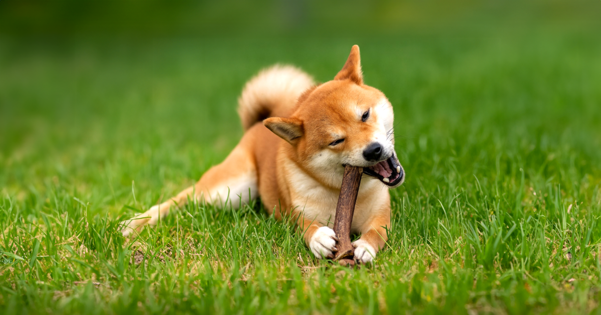 Jeune shiba inu rongeant un bâton allongé sur la pelouse. 