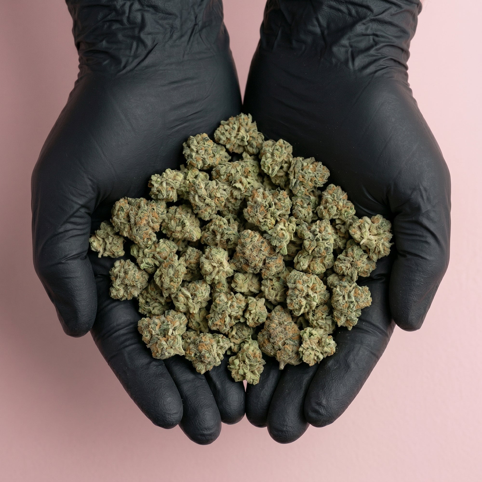 Mains avec des gants noirs présentant une généreuse poignée de fleurs de CBD NZL fraîchement récoltées.
