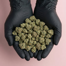 Mains avec des gants noirs présentant une généreuse poignée de fleurs de CBD NZL fraîchement récoltées.