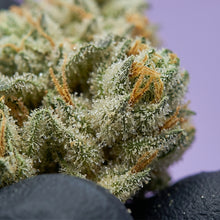 Macro extrême détaillant la richesse des trichomes laiteux et des pistils orangés de notre CBD Super Skunk de qualité supérieure.