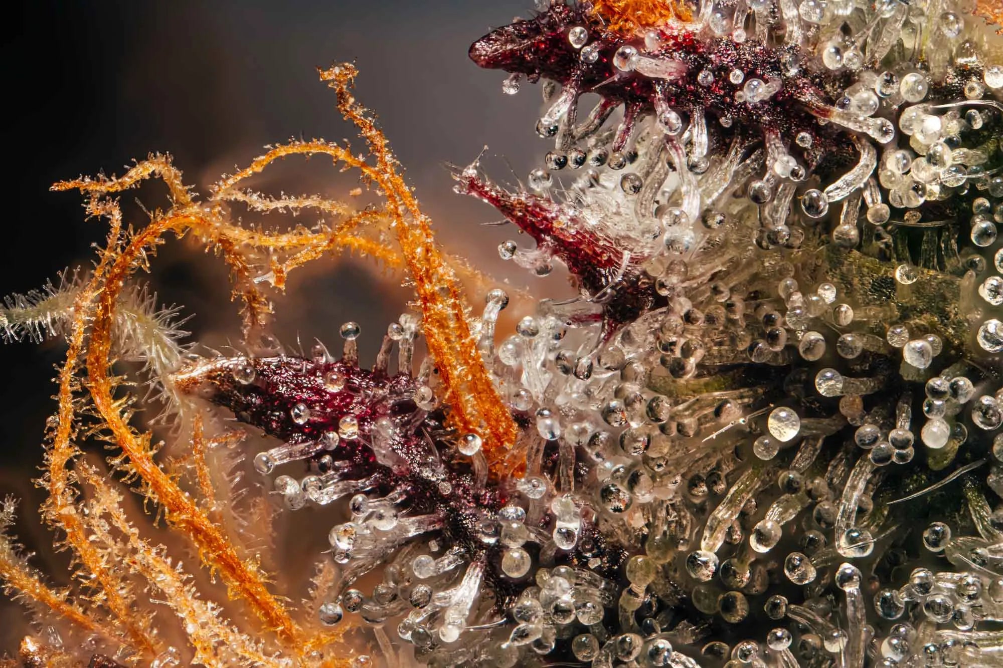 Skywalker 40% 10-OH-HHC | Fleur Puissante & Légale | Maison Sativa